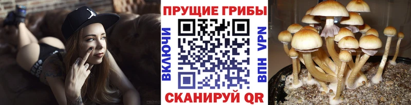Галлюциногенные грибы Cubensis  Наволоки 